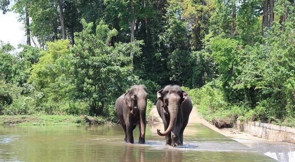 Tour trekking và xem voi hoang dã trong rừng