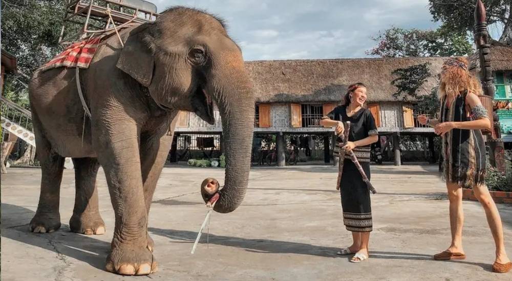 Gặp gỡ và trải nghiệm cùng voi Buôn Đôn