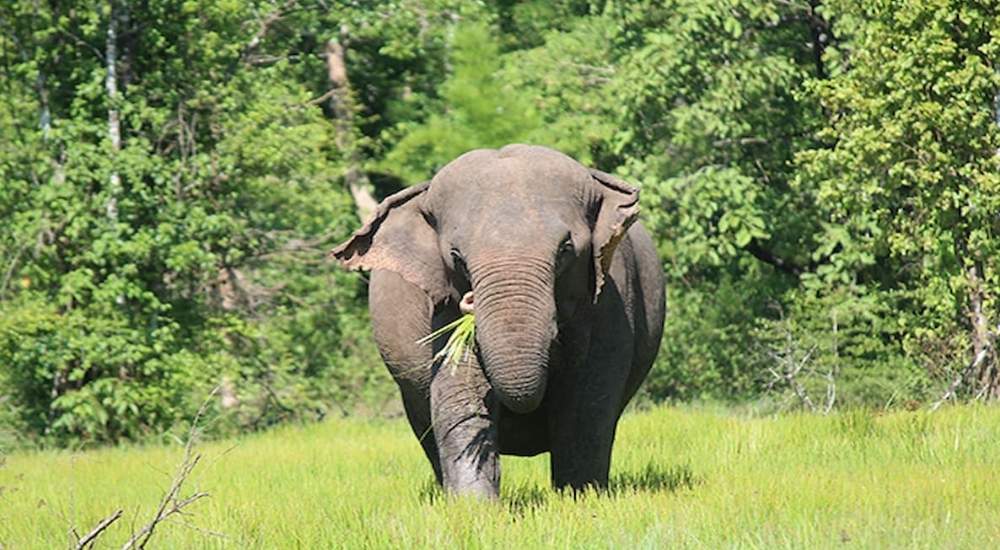 Bảng Giá Xe Đi Vườn Quốc Gia Yok Đôn Từ Buôn Ma Thuột